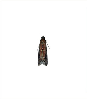 Tobacco moth