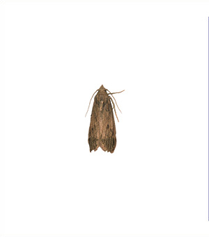 Rice moth