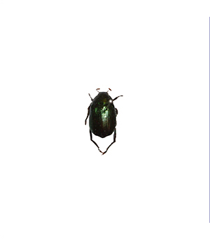 Soybean beetle