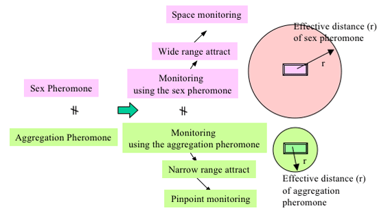 Monitoring by the sex pheromone and the aggregation pheromone