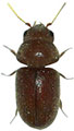 Cigerette Beetle