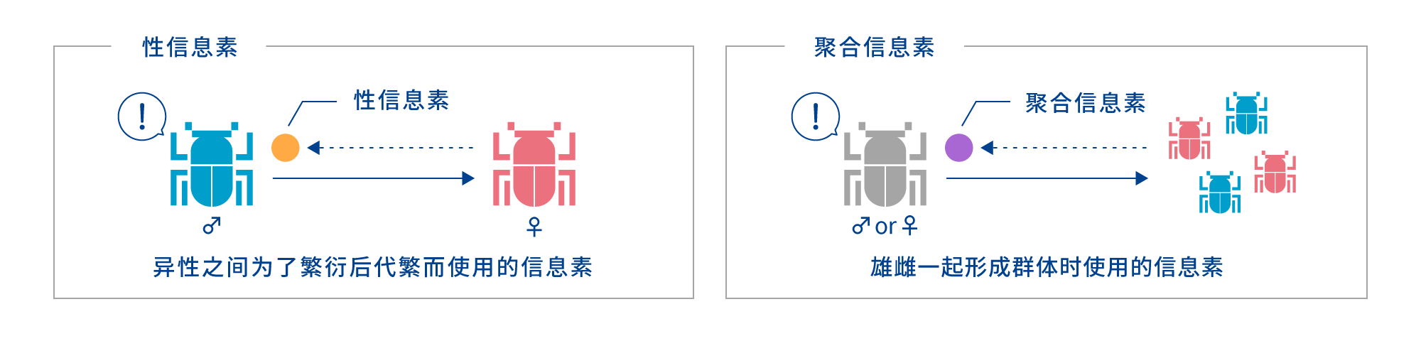 性信息素:异性之间为了繁衍后代繁而使用的信息素 聚合信息素:雄雌一起形成群体时使用的信息素