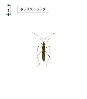 Rice bug