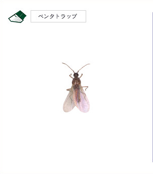 Japanese mealybug