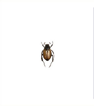Pale brownish chafer