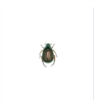 Lineate chafer