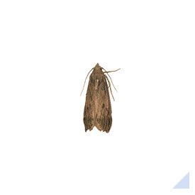 Rice moth