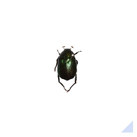 Soybean beetle