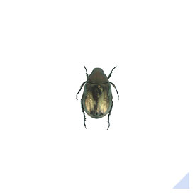 Cupreous chafer