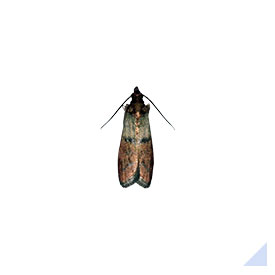 Indian meal moth
