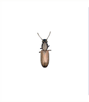 Saw-toothed grain beetle