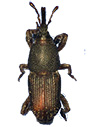 Maize weevil