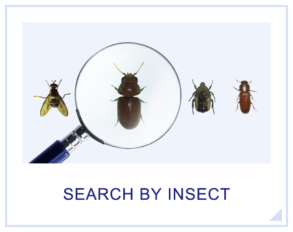 SEARCH BY INSECT TYPE