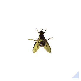 SEARCH BY INSECT TYPE | ECOMONE GUIDE | FUJI FLAVOR CO., LTD.