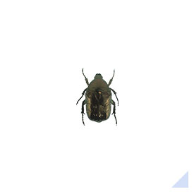 SEARCH BY INSECT TYPE | ECOMONE GUIDE | FUJI FLAVOR CO., LTD.