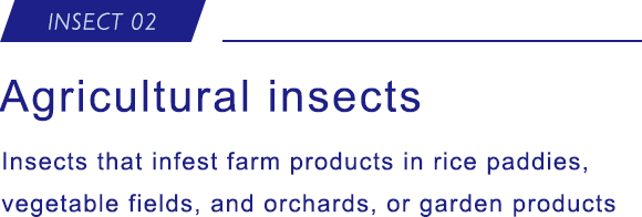 INSECT 02 Agricultural insects Insects that damage farm products in rice paddies, vegetable fields, and orchards, or garden products.
