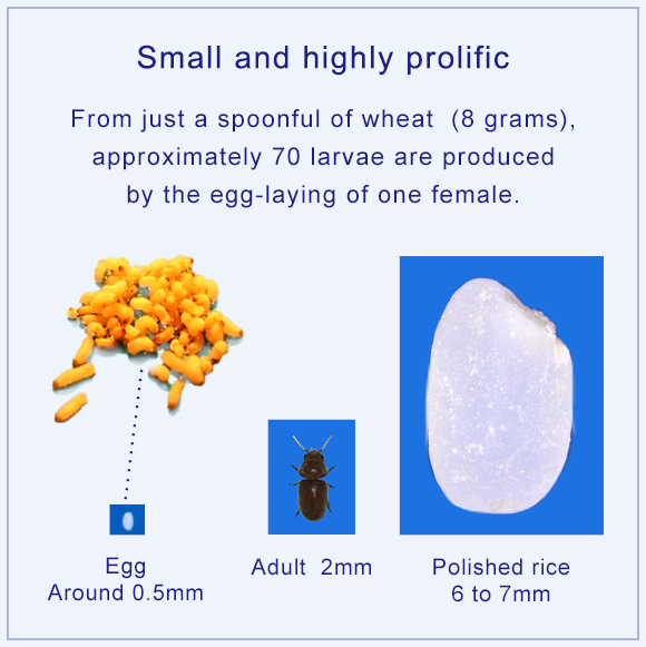 Small and highly prolific From just a spoonful of wheat (8 grams), approximately 70 larvae are produced by the egg-laying of one female. Egg Around 0.5mm Adult  2mm Polished rice  6 to 7mm