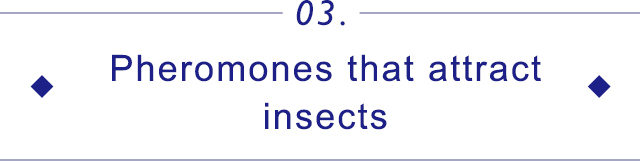 03.Pheromones that attract insects