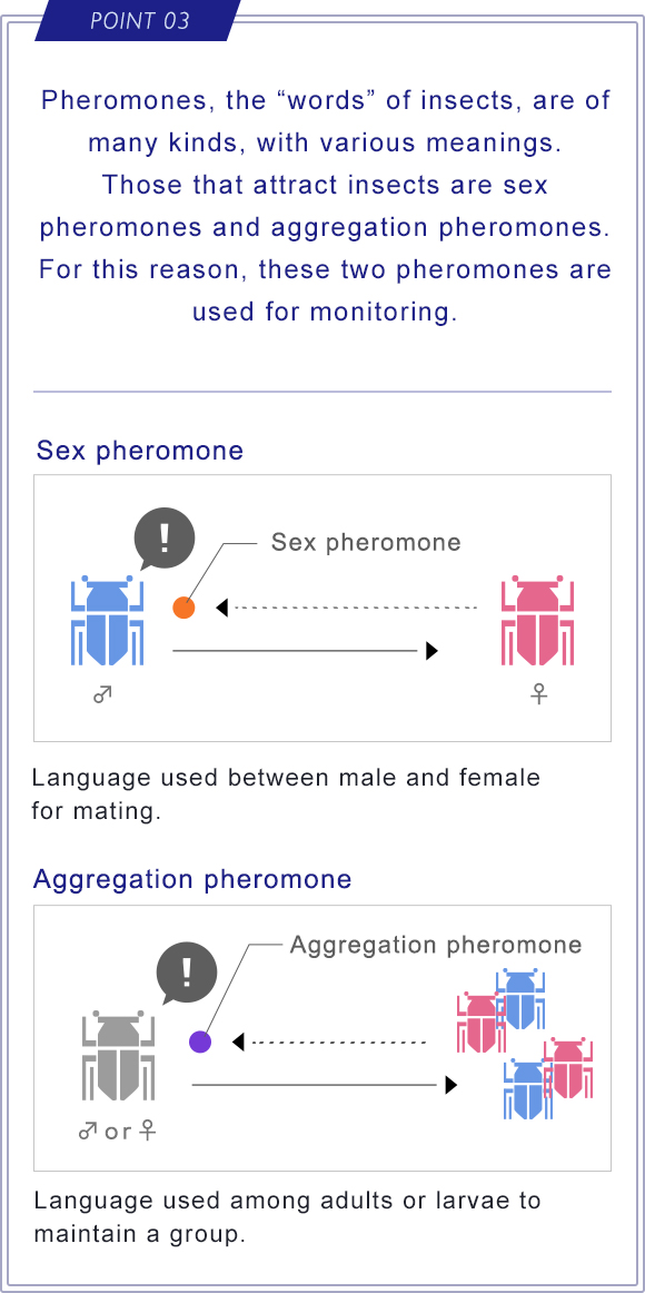 POINT 03 Pheromones, the “words” of insects, are of many kinds, with various meanings.Those that attract insects are sex pheromones and aggregation pheromones. For this reason, these two pheromones are used for monitoring.