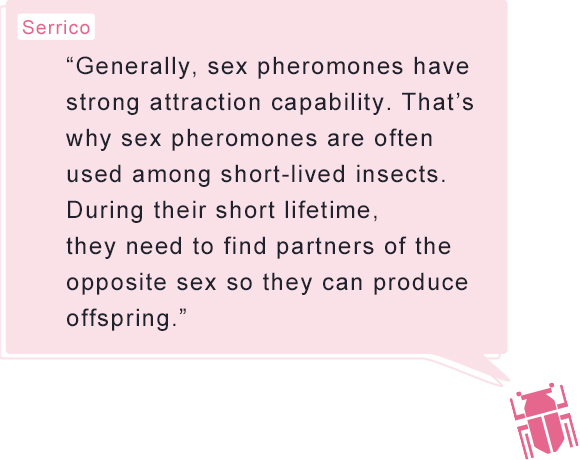 Serrico: “Generally, sex pheromones have strong attraction capability. That’s why sex pheromones are often used among short-lived insects. During their short lifetime, they need to find partners of the opposite sex so they can produce offspring.”